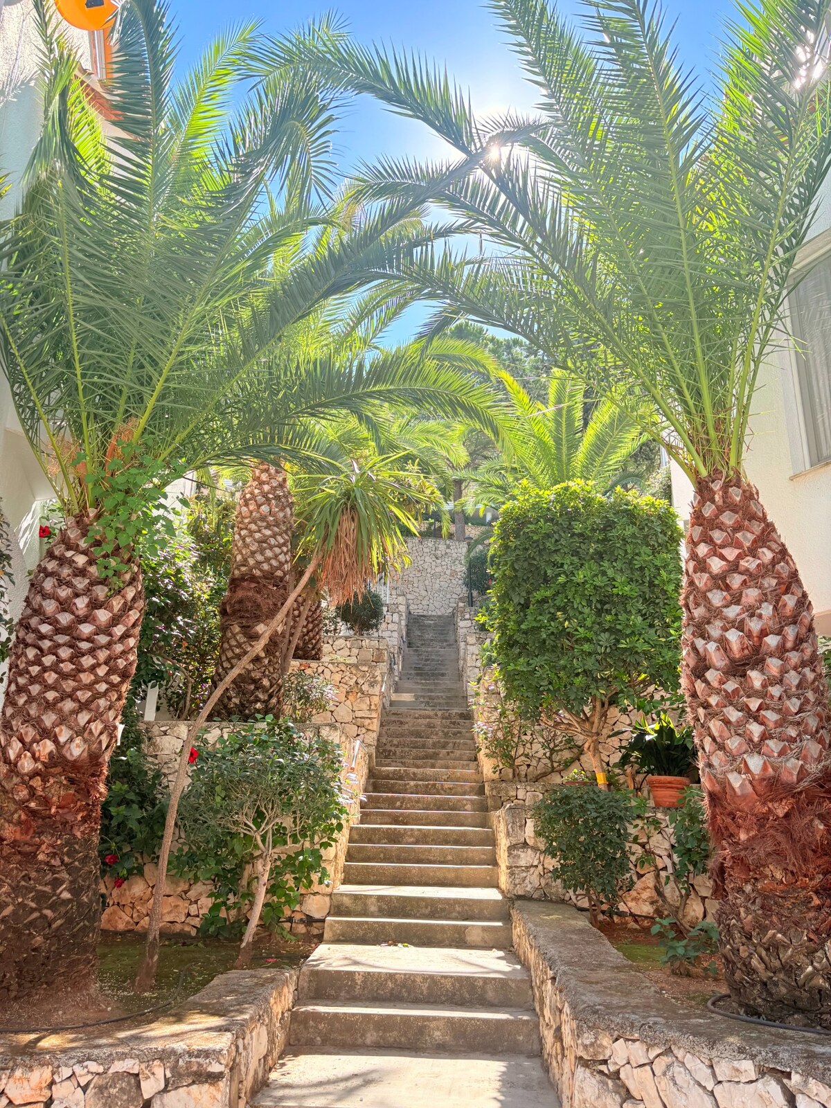 Gartenwege zwischen Palmen